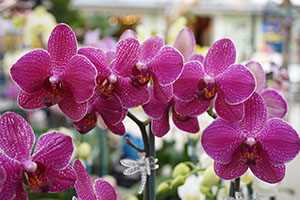 orchidsmall.jpg