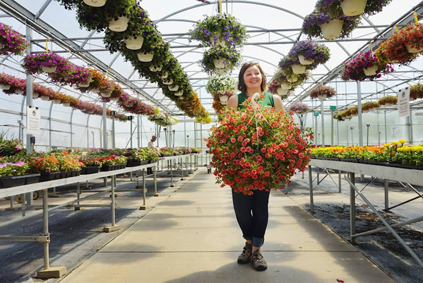 an employee carrying flowers in a greenhouse full of flowers