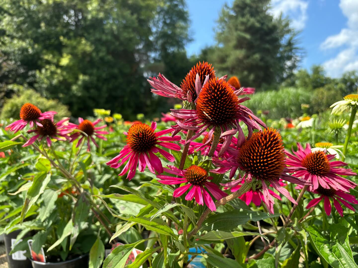 red coneflowers outside