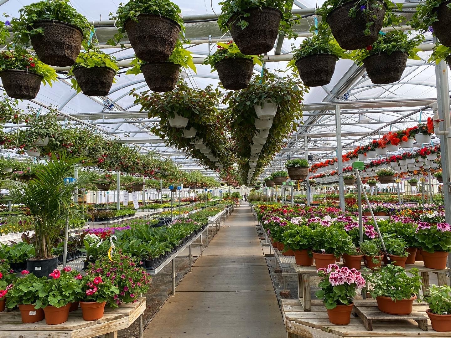 the greenhouse full of plants