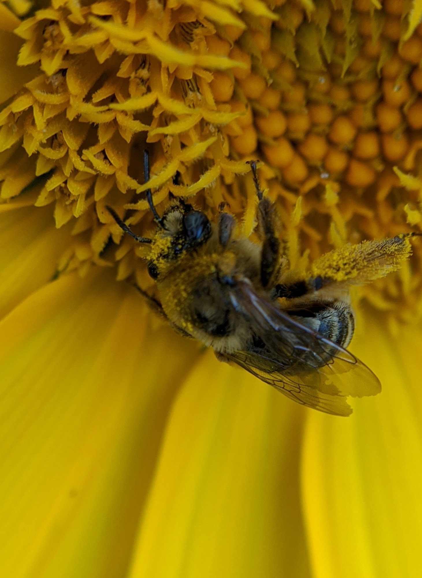a bee on a yellow flower
