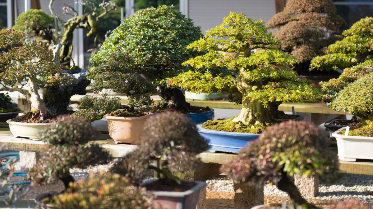 bonsai garden with various species