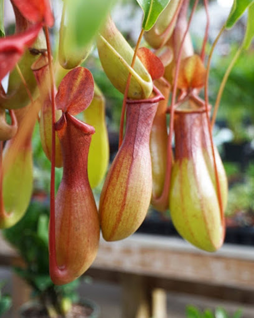 carnivorous pitcher plants