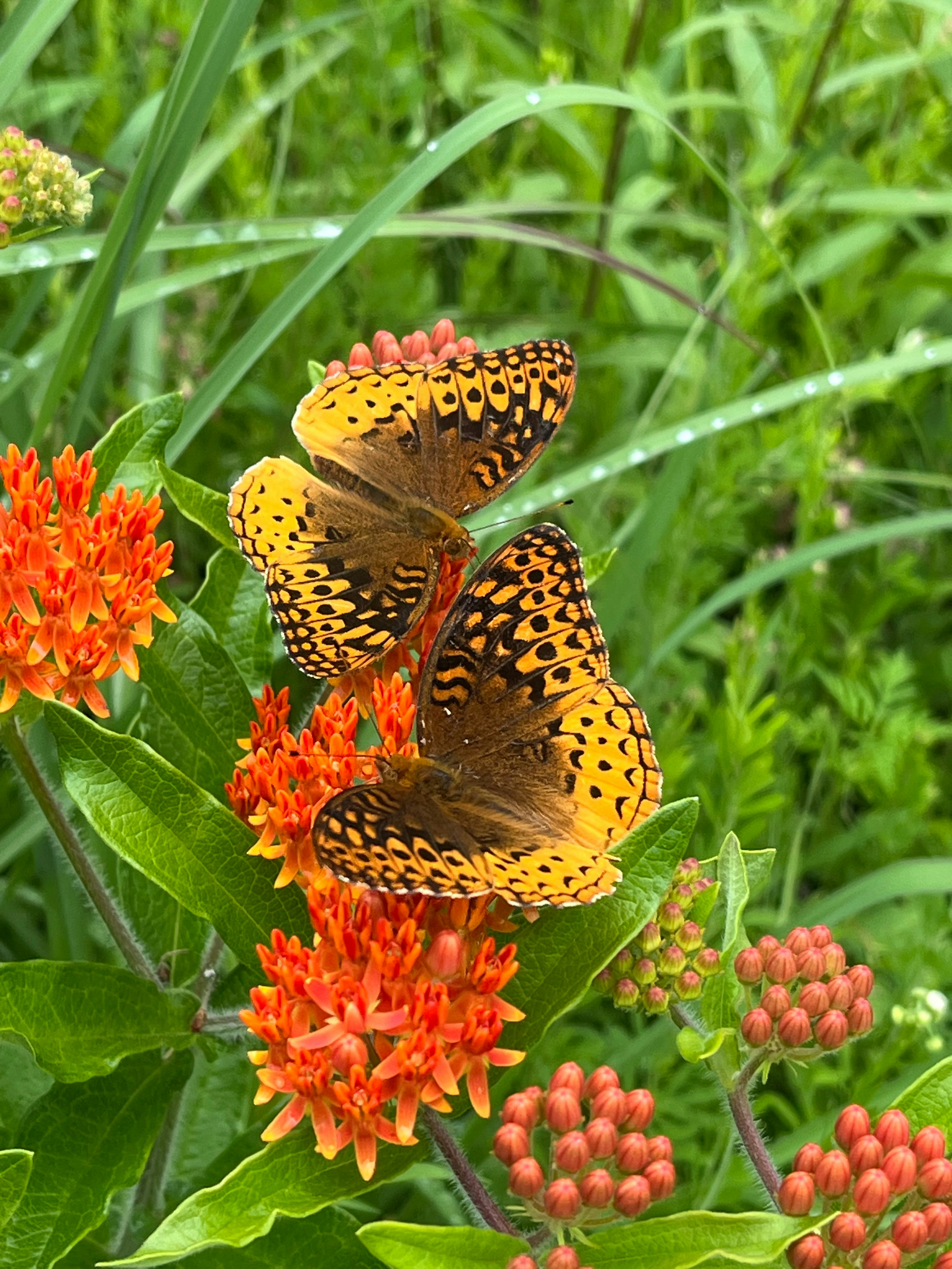 Great Spangled Flittilary Butterflies feeding on butterfly weed.
