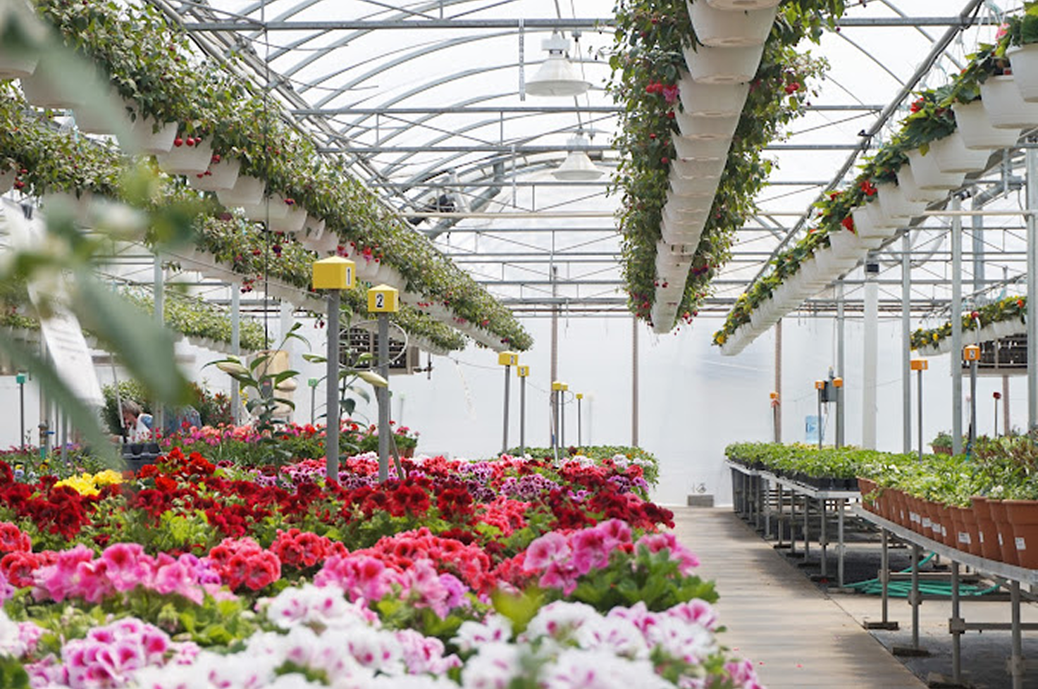 a greenhouse full of flowers