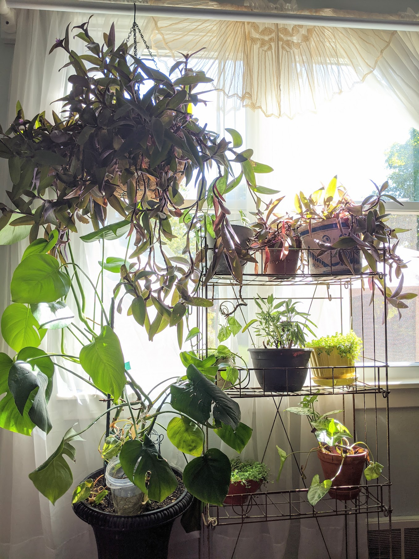 Multiple plants on rack inside of a home