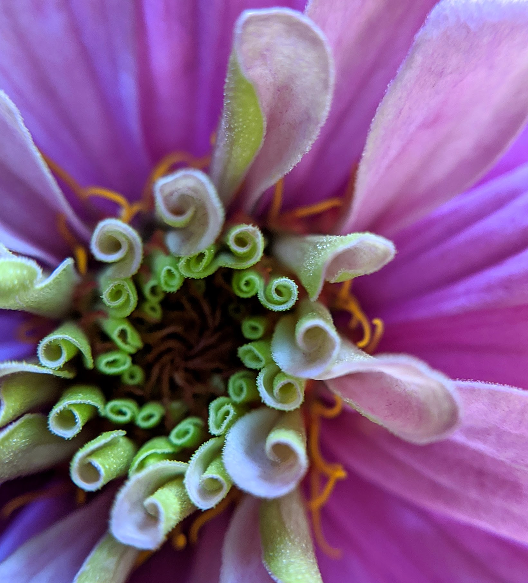 a close up of a pink flower
