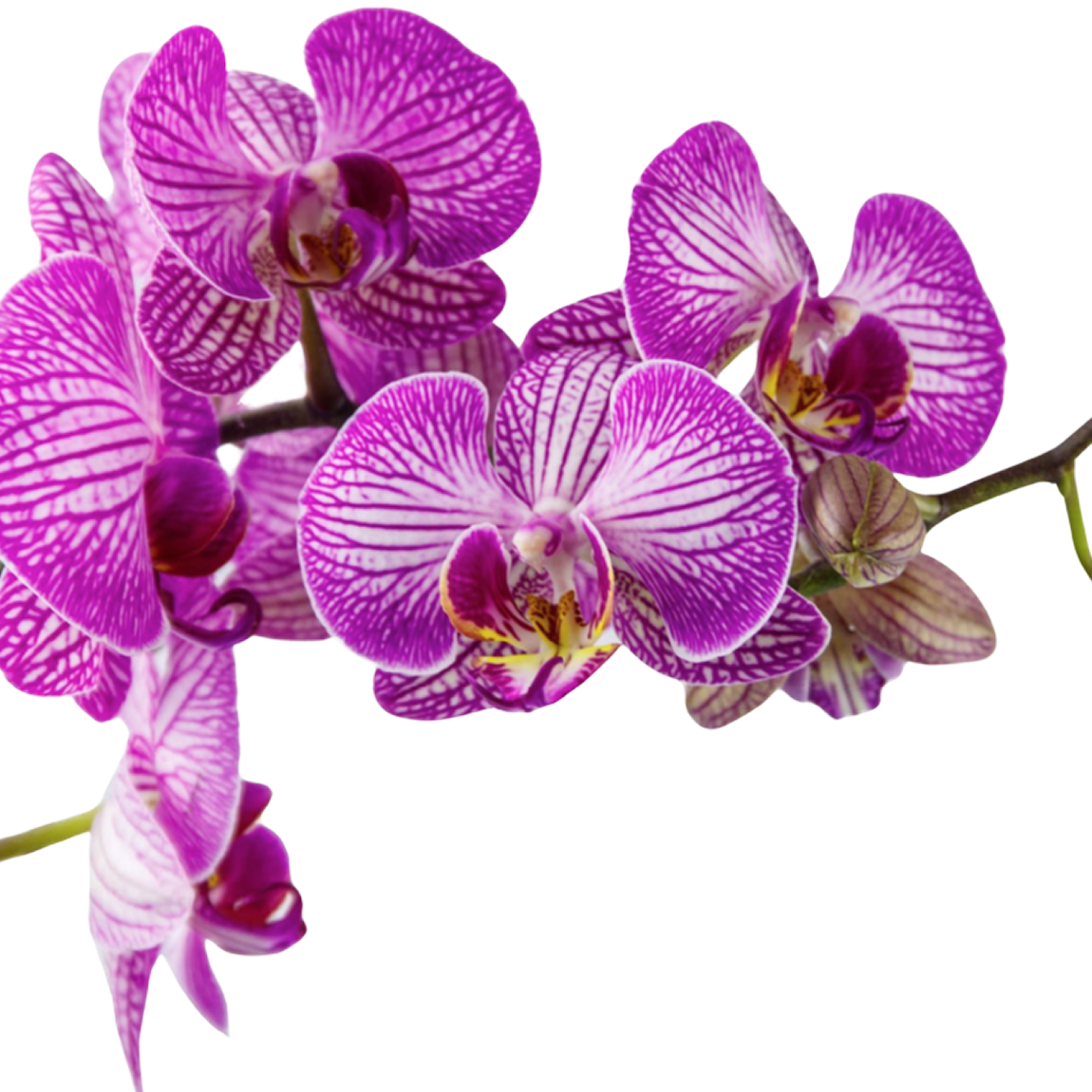 a pink orchid on a transparent background