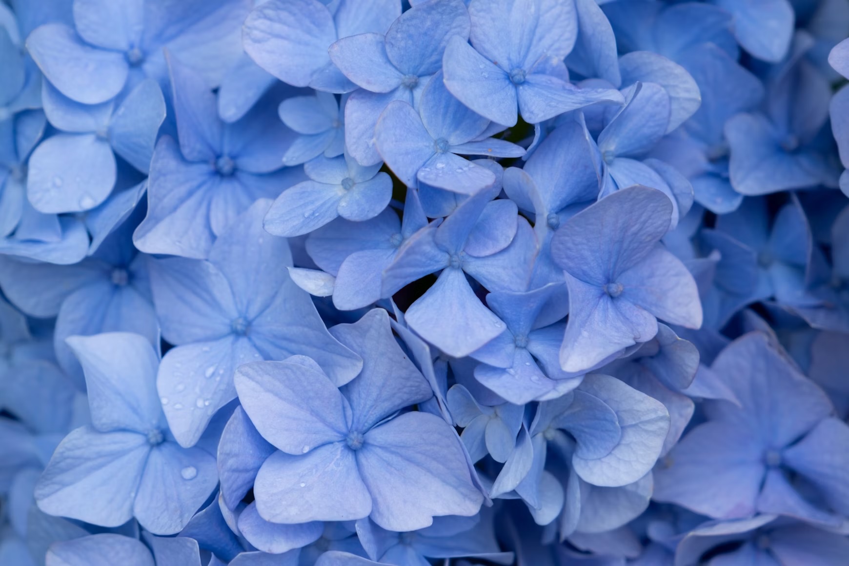 Close up of blue Hydrangea flowers