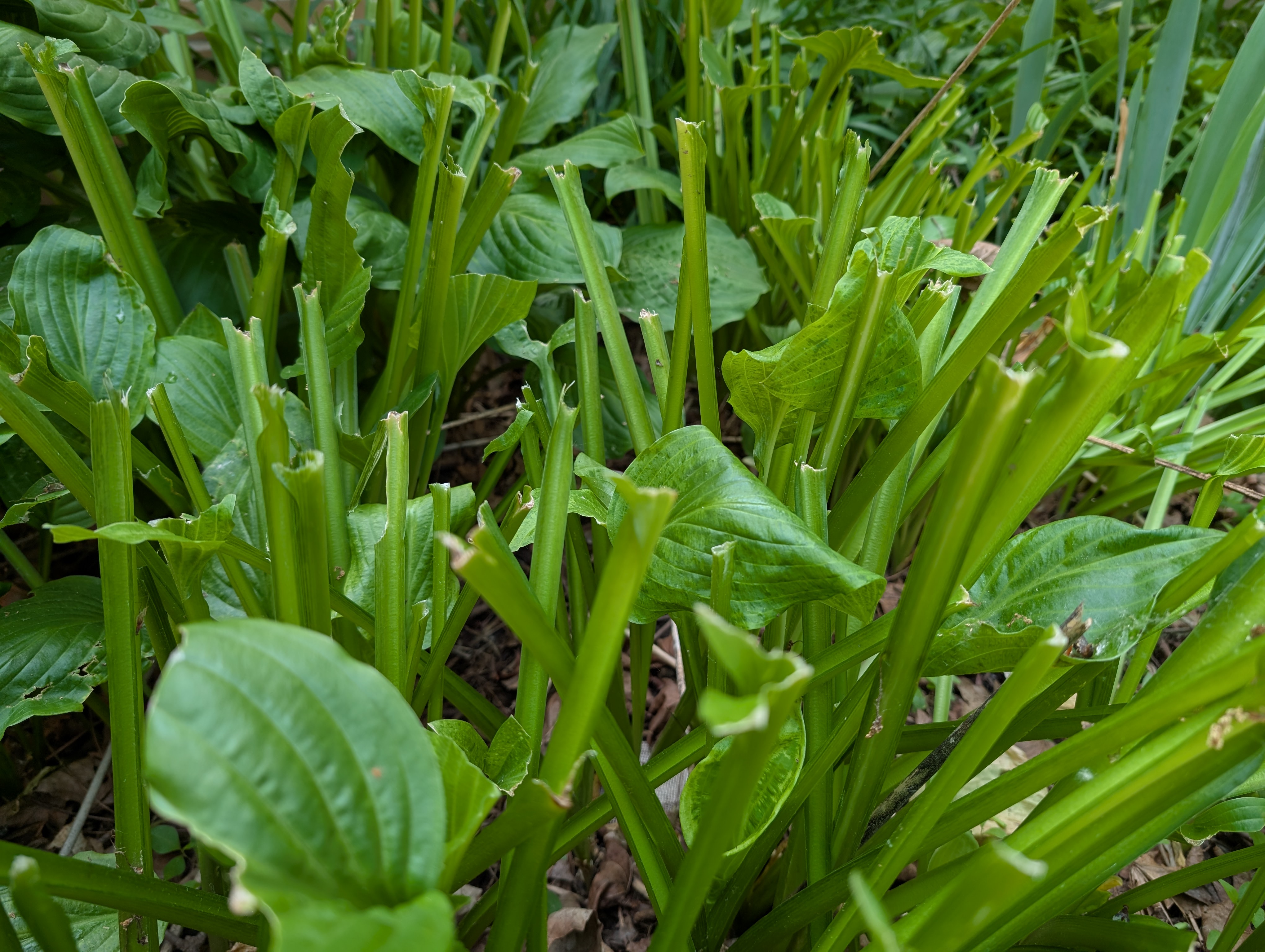 a bunch of hostas that have been half eaten by deer