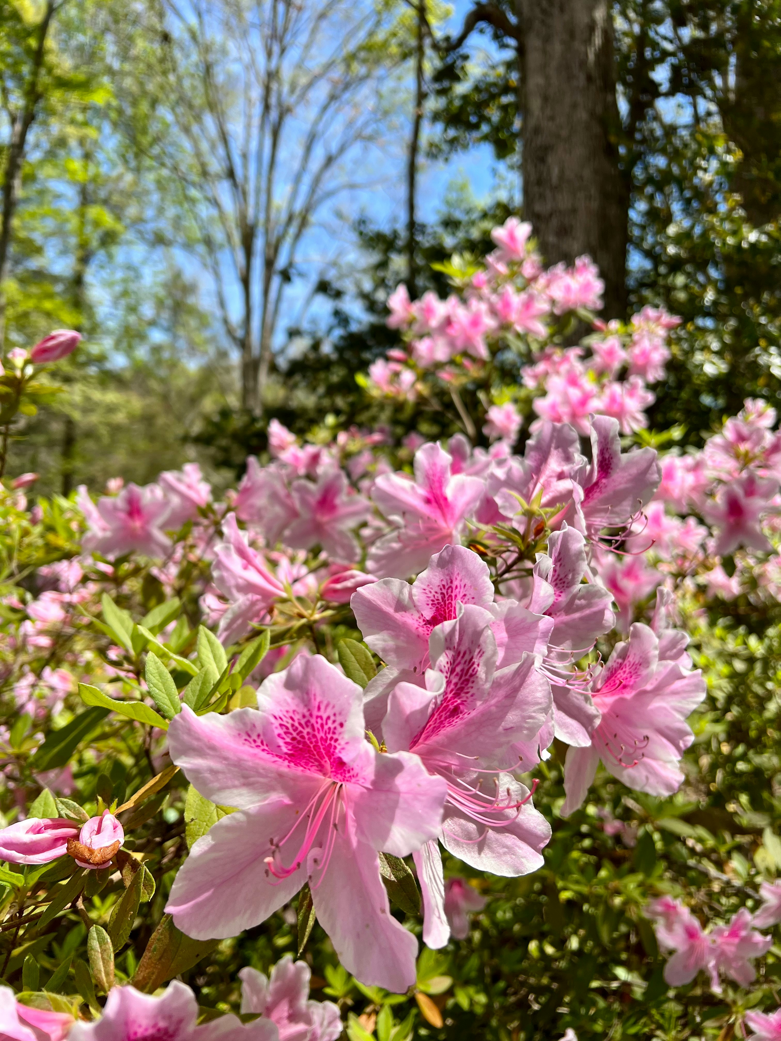 A pink Azalea bush in bloom
