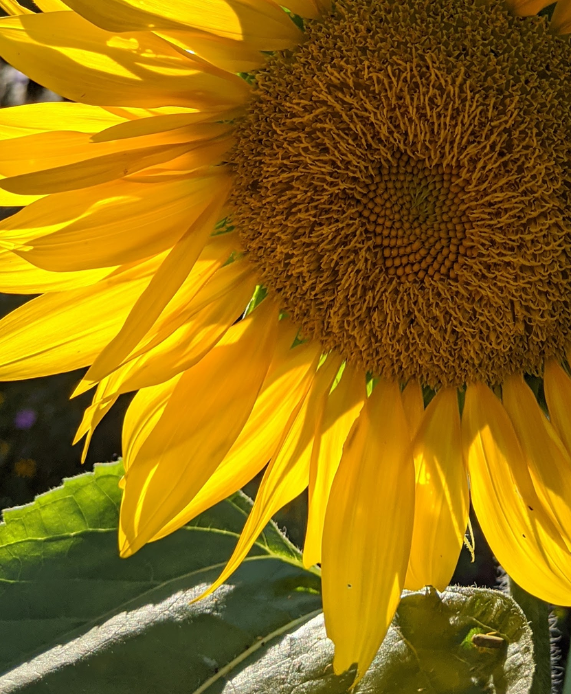 a close up of a sunflower