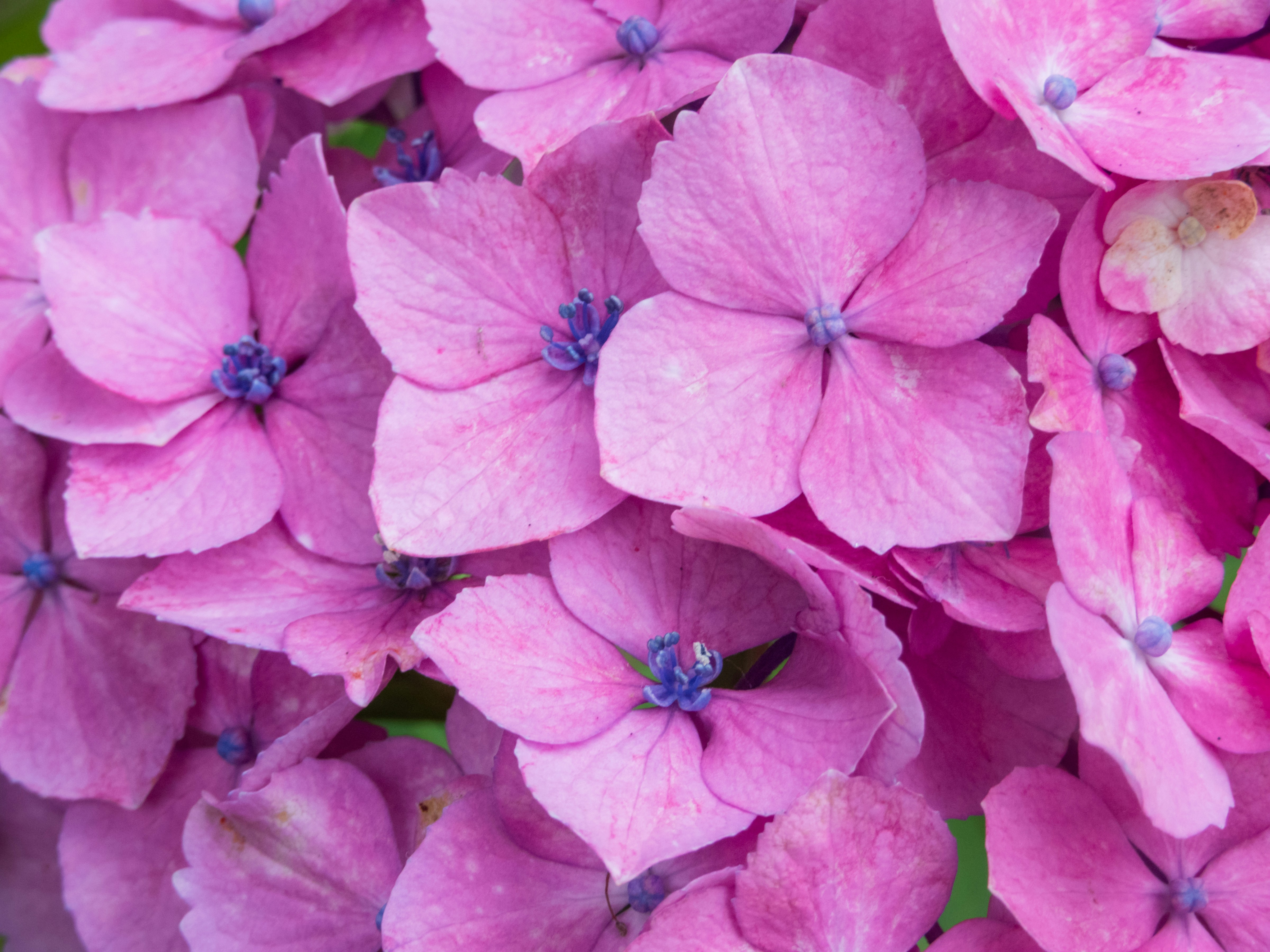 close up of pink hydrangea flowers