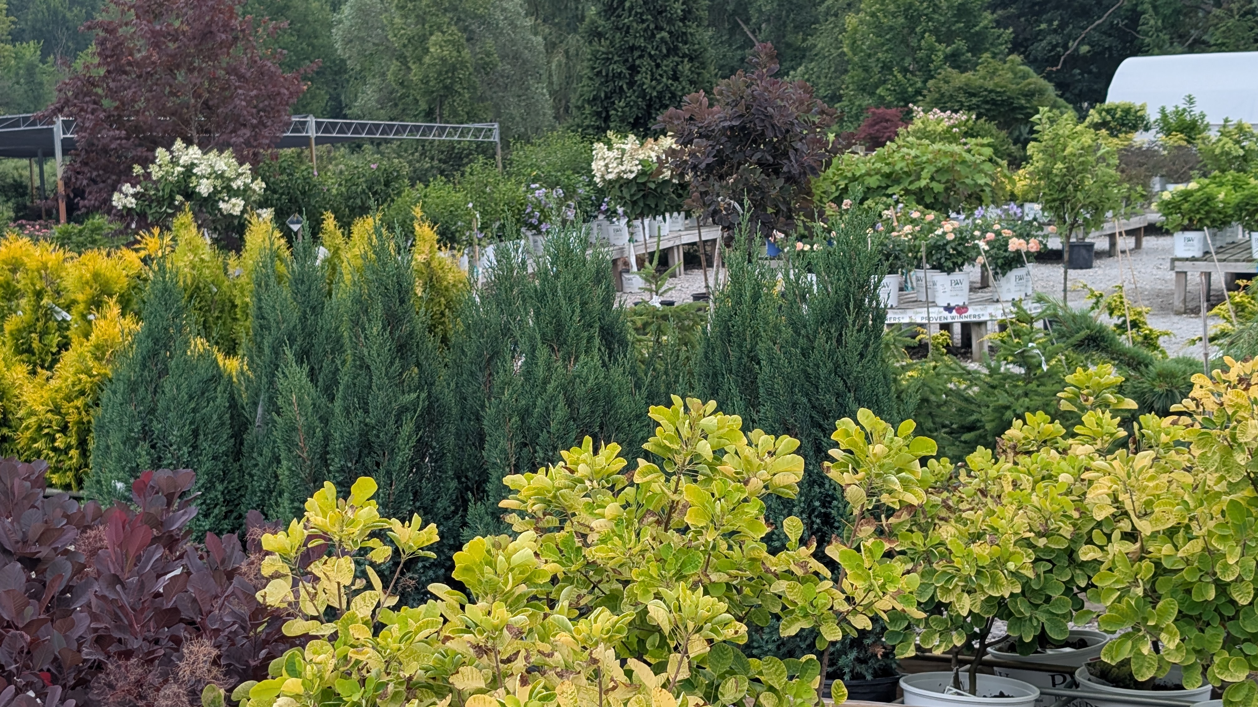 Nursery yard with plants in different shades of green stretching to horizon..