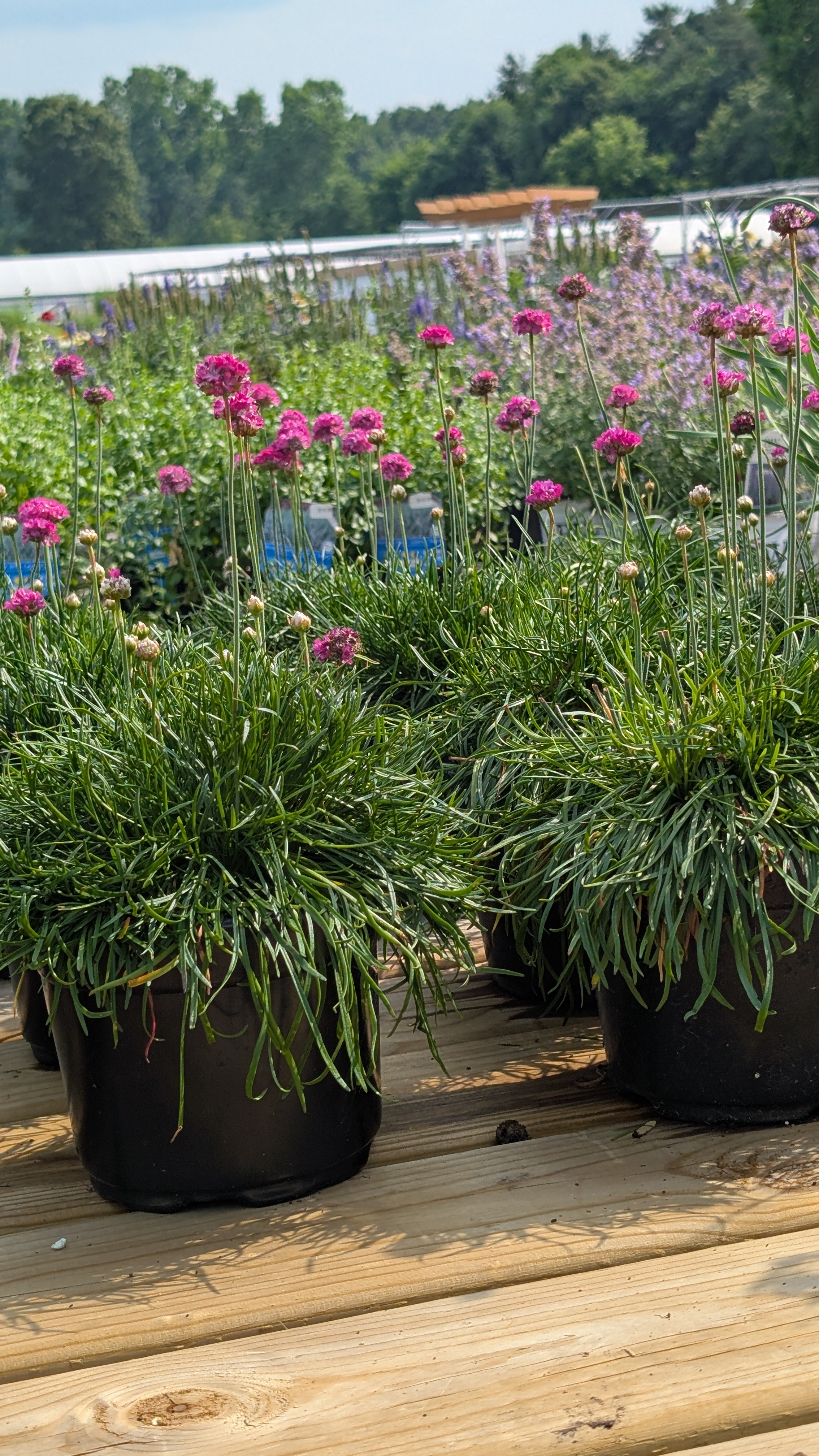 Image of pots of small purple flowers in the foreground with different varieties of perennial plants stretching to the horizon.