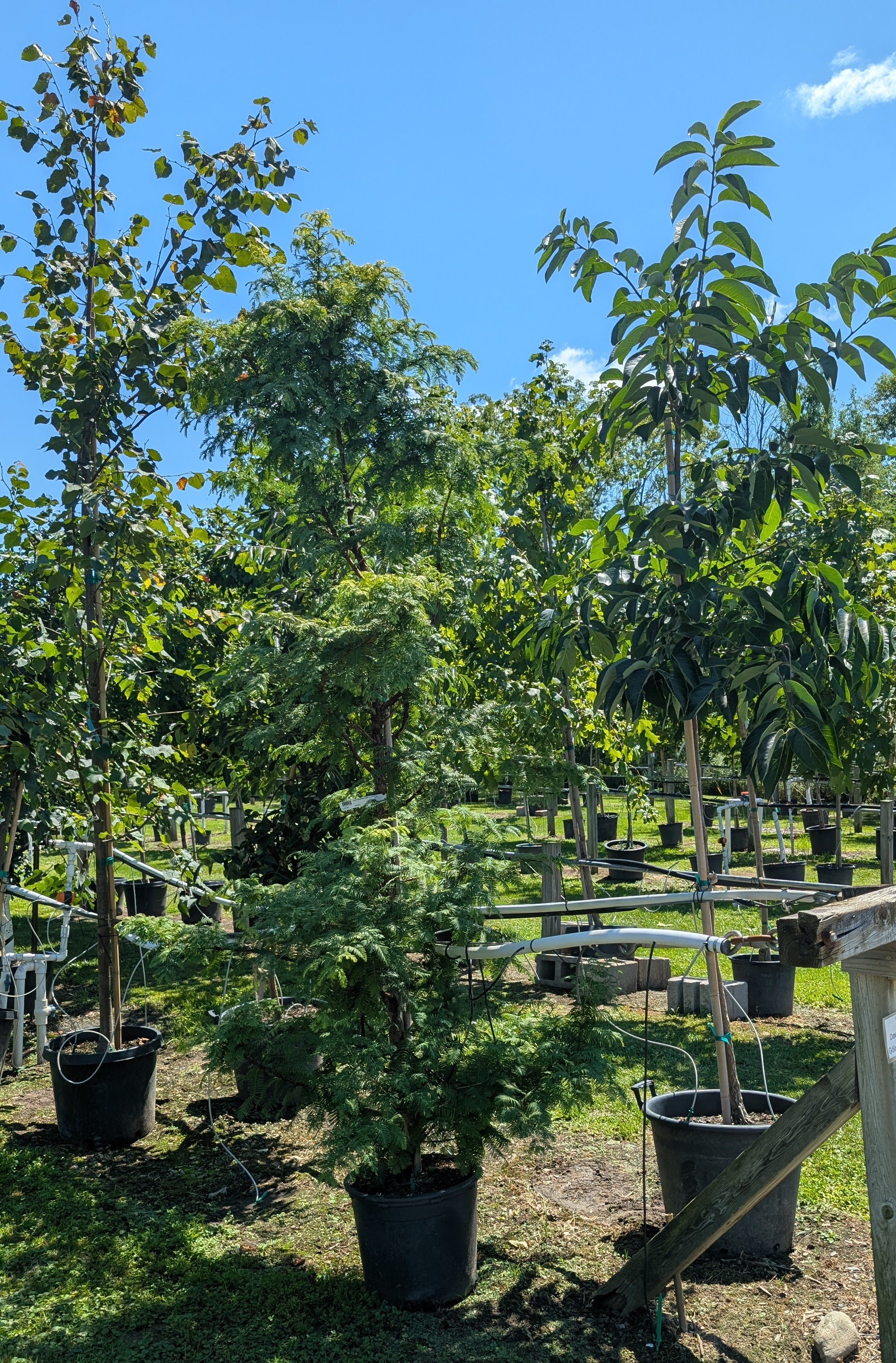 Various fruit trees in a line with a blue sky background.