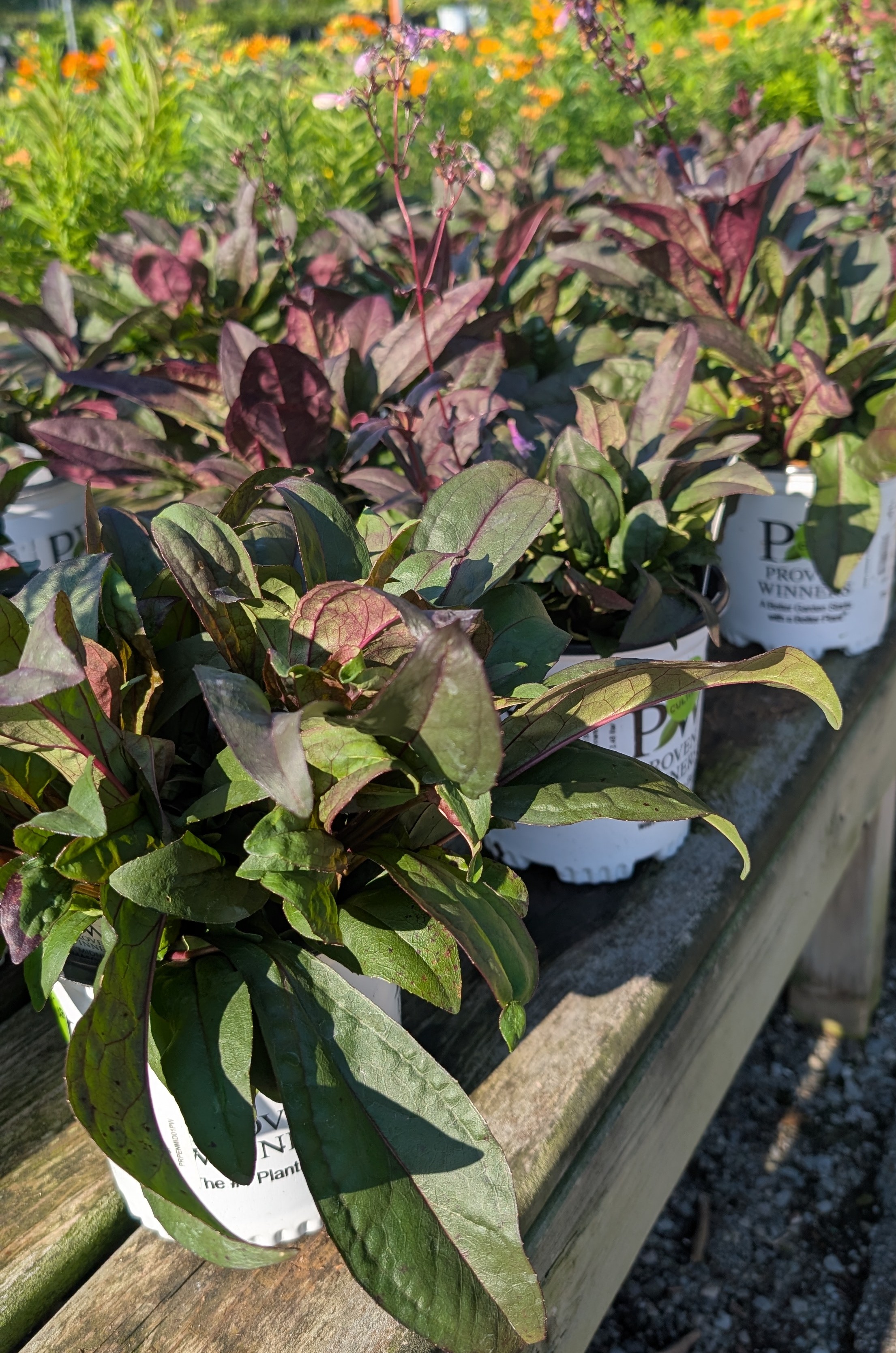 Penstemon plants, with light purple flowers and purpleish green leaves..