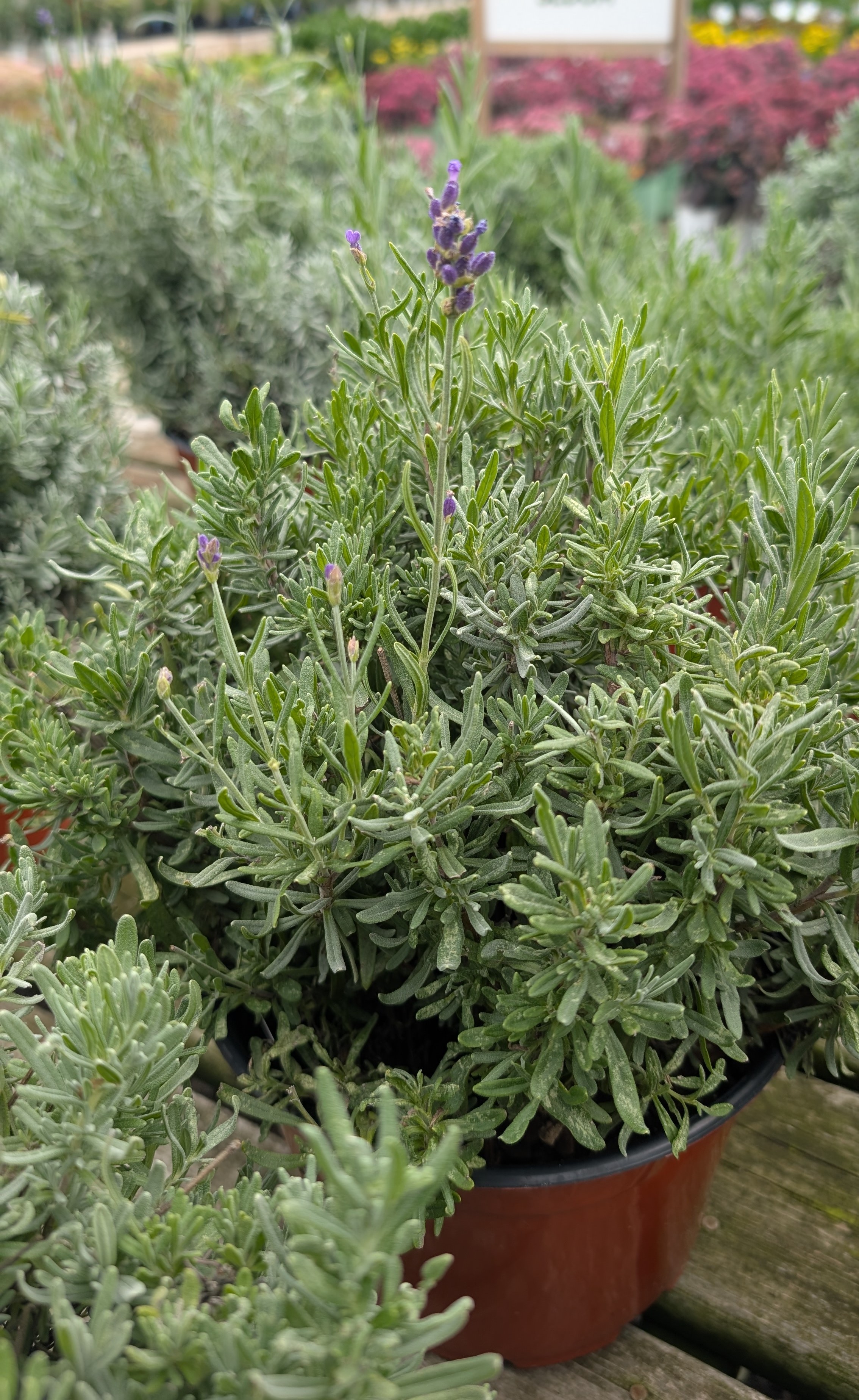 Close up of lavender plant