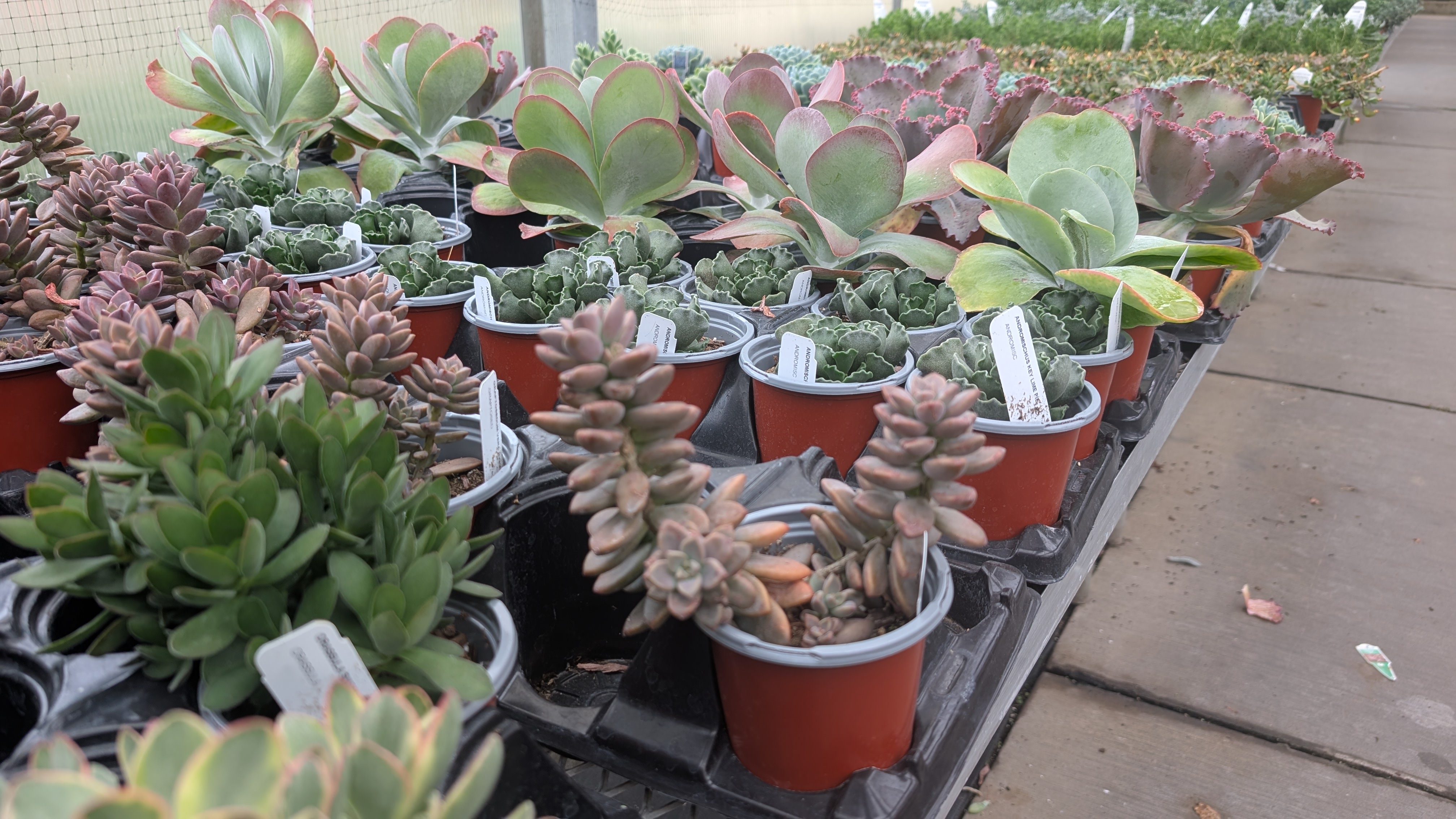 Various succulent plants in orange pots.
