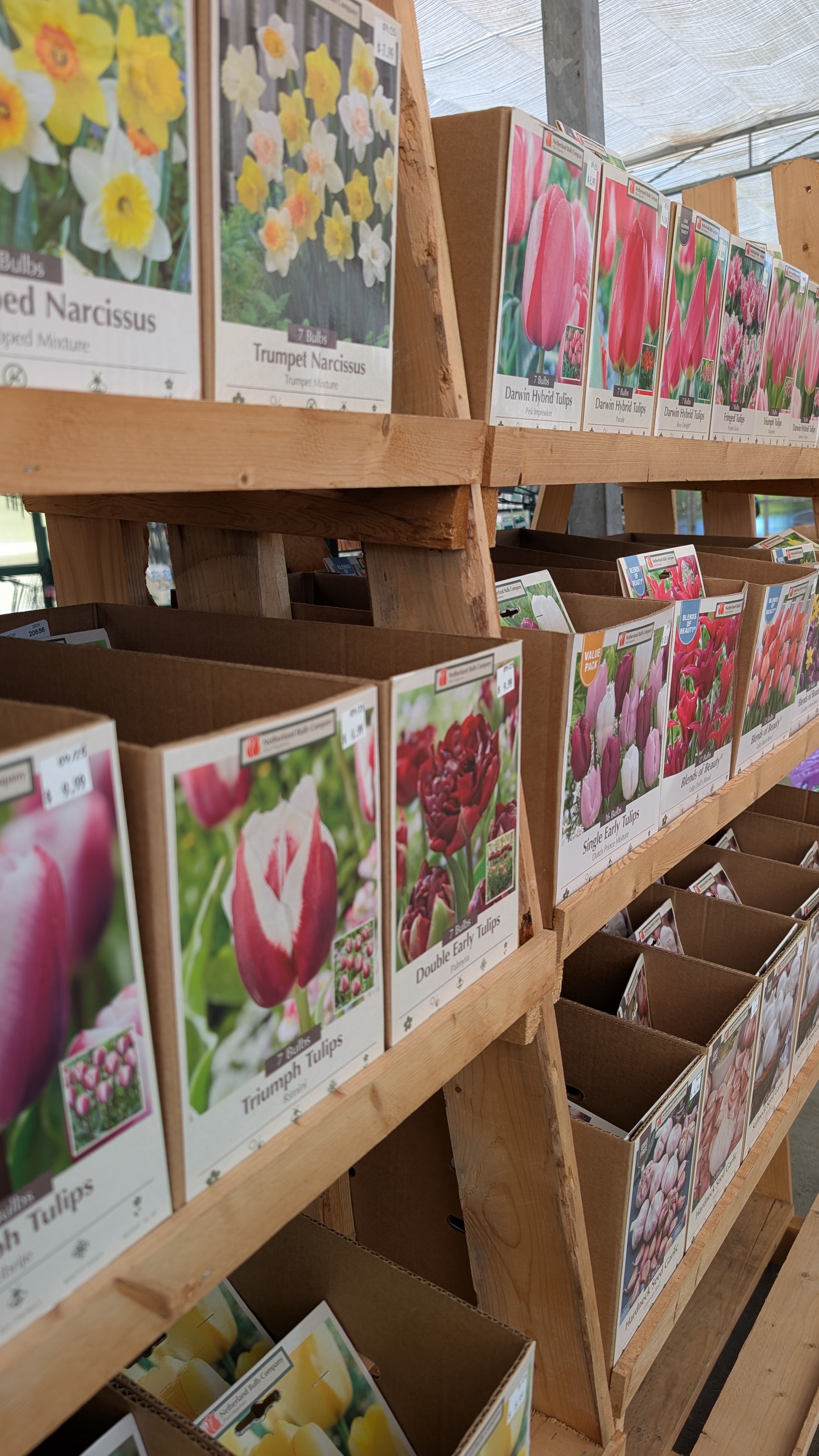 Wooden shelves with boxes displaying varieties of tulip and daffodil bulbs.