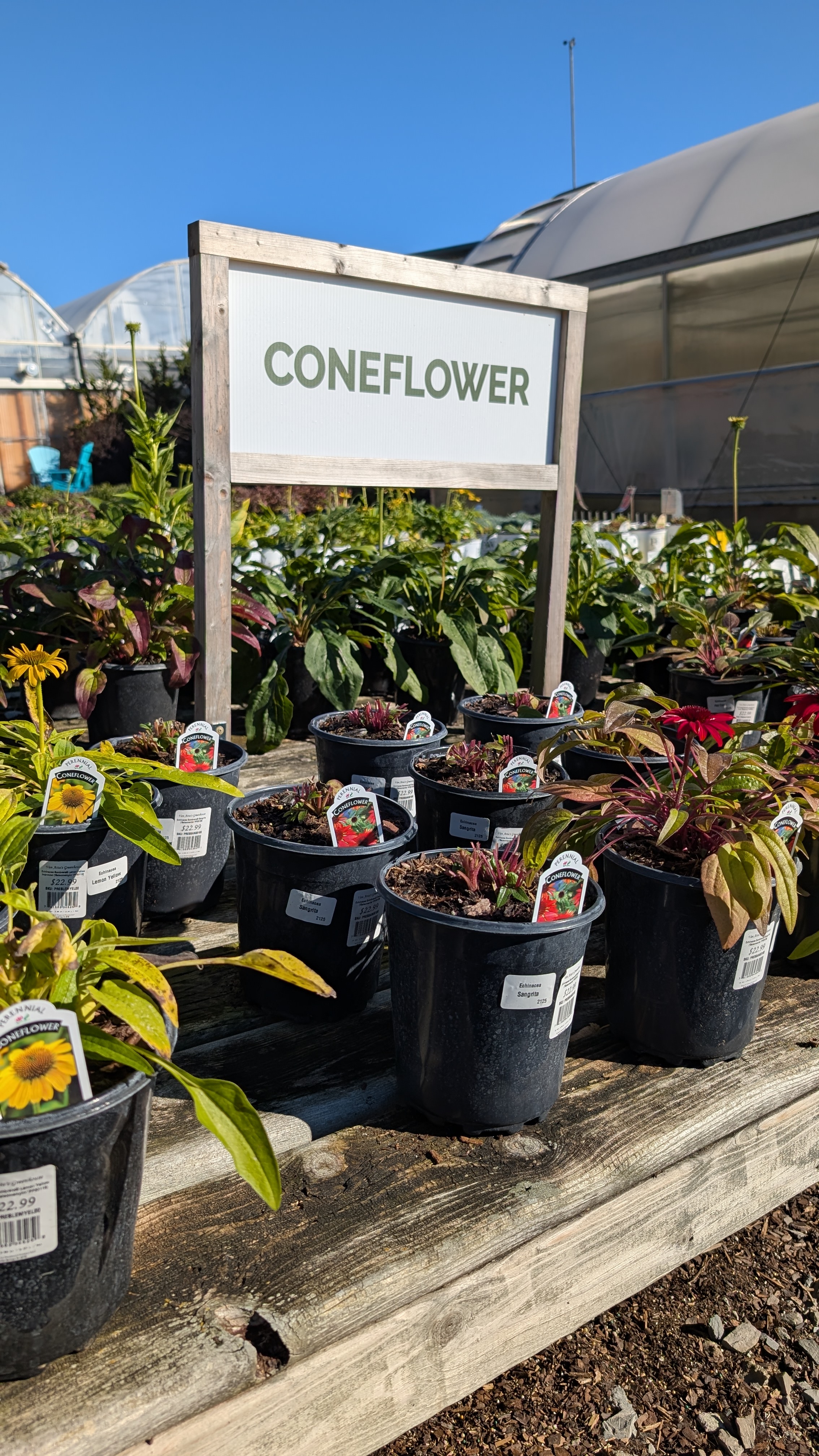 Wooden bench with pots of coneflower plants underneath a sign that says coneflowers.