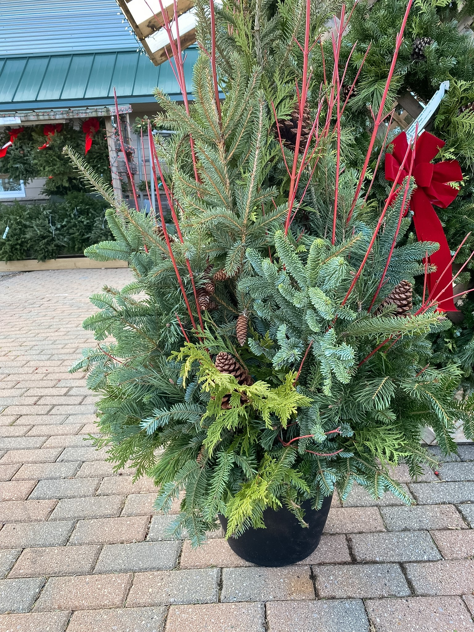 Evergreen porch pot on a brick patio.