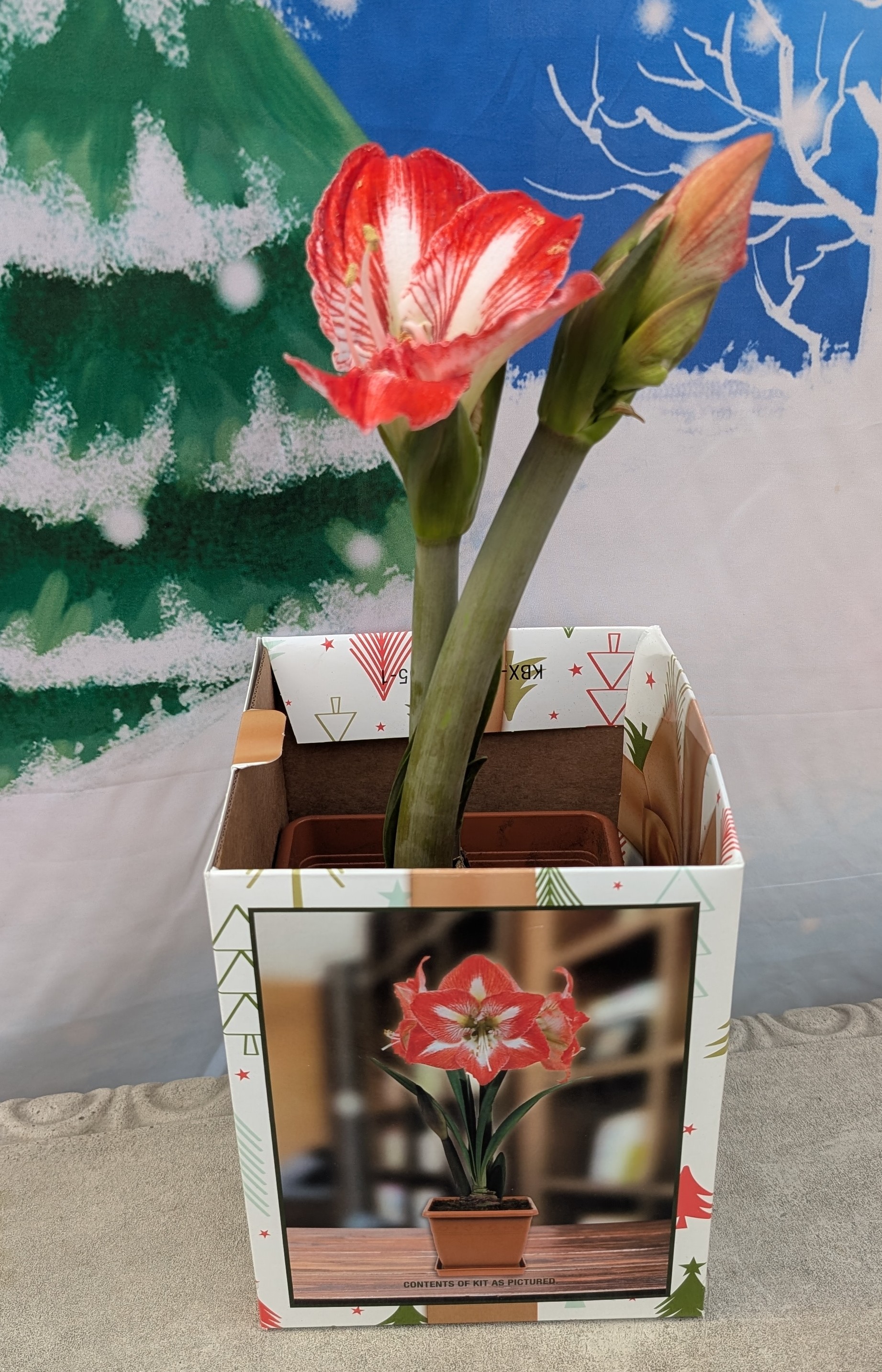 Amaryllis gift kit box with 2 stalks with red and white flowers growing out of the box