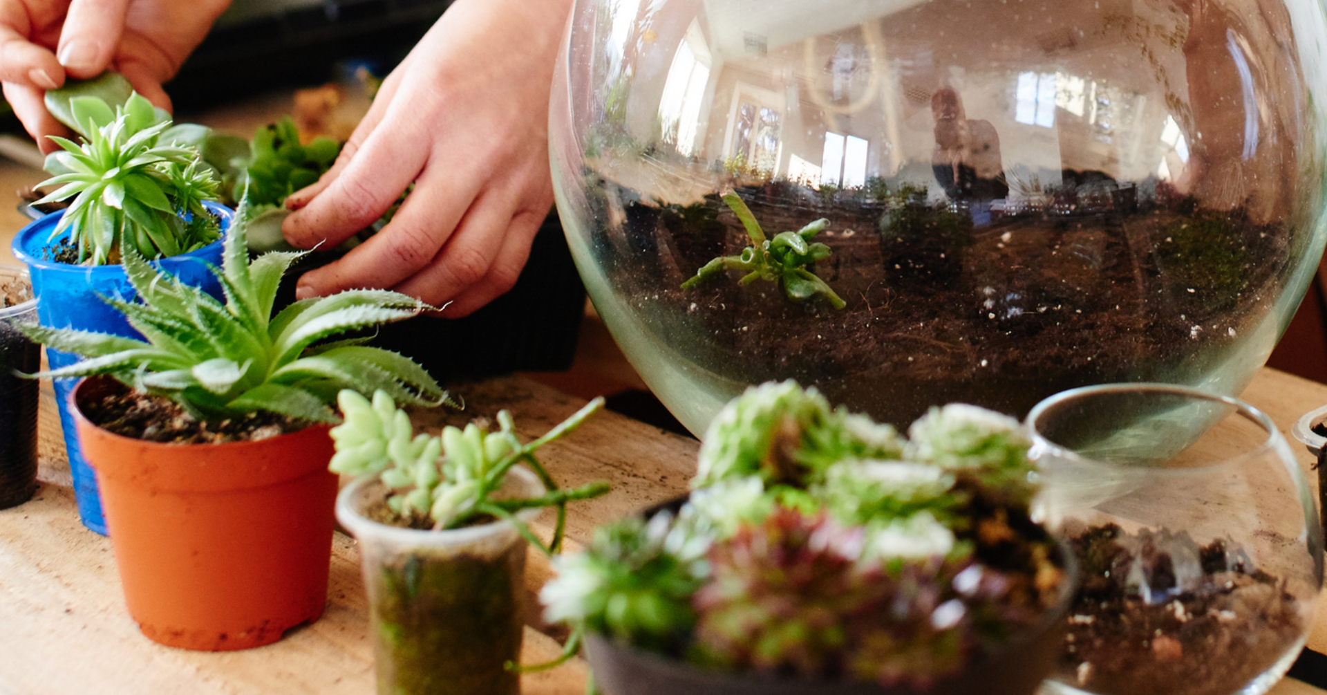 Small plants in front of a terrarium jar with soil in in it. 