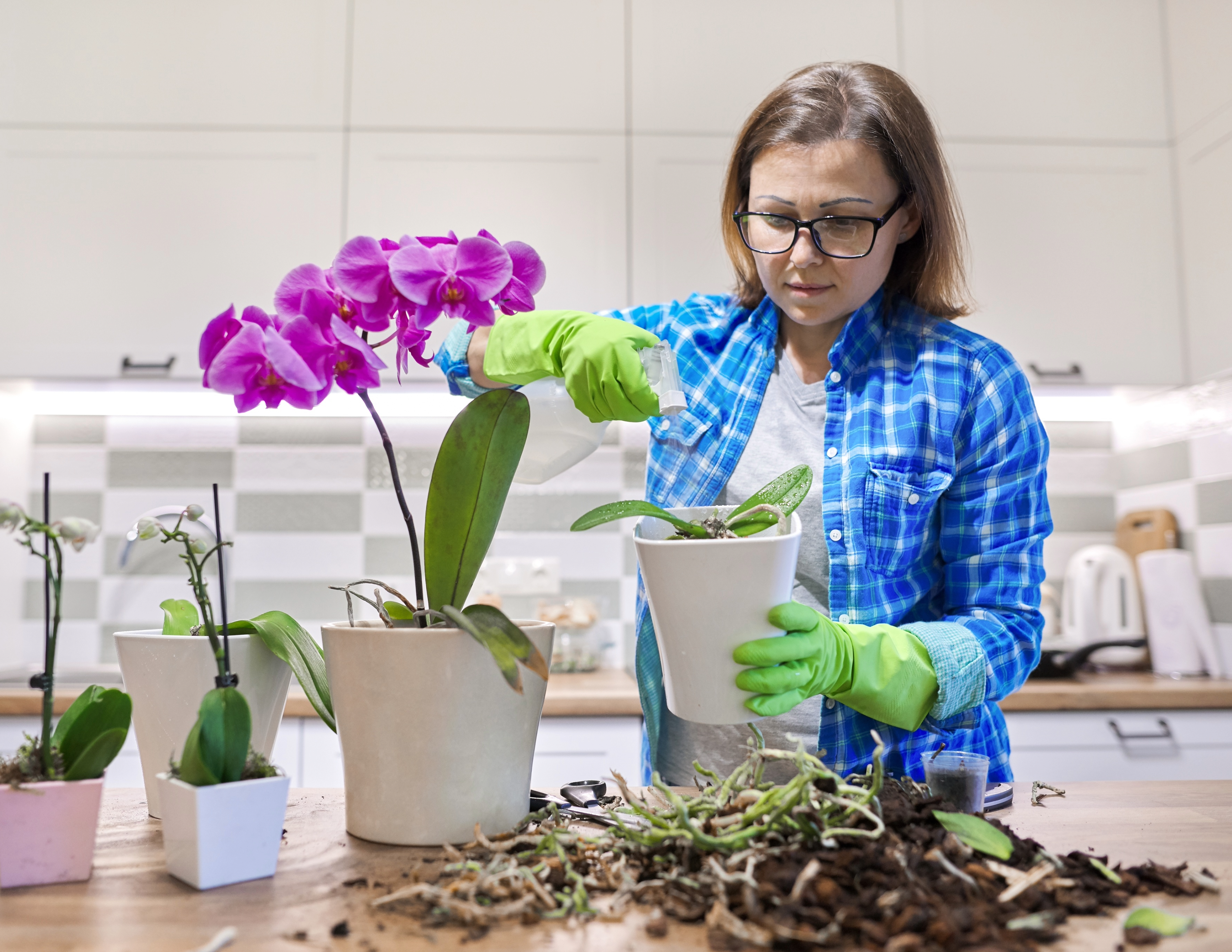 A woman in a blue shirt with green gloves repotting a large purple orchid in a white pot.