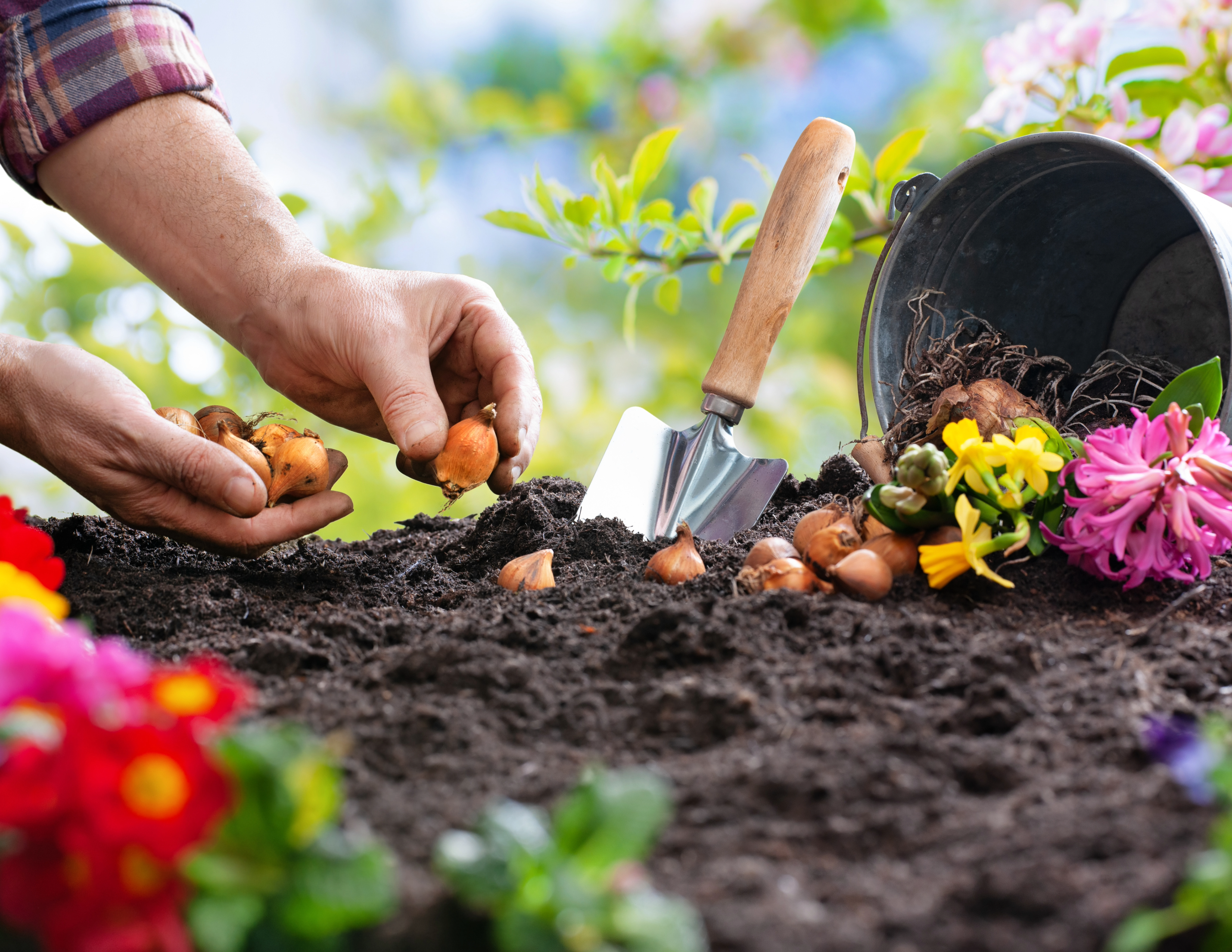 Hands planting bulbs in soil. There is a trowel sticking up in the soil and there are a few blooms spilling out of a bucket on it's side.