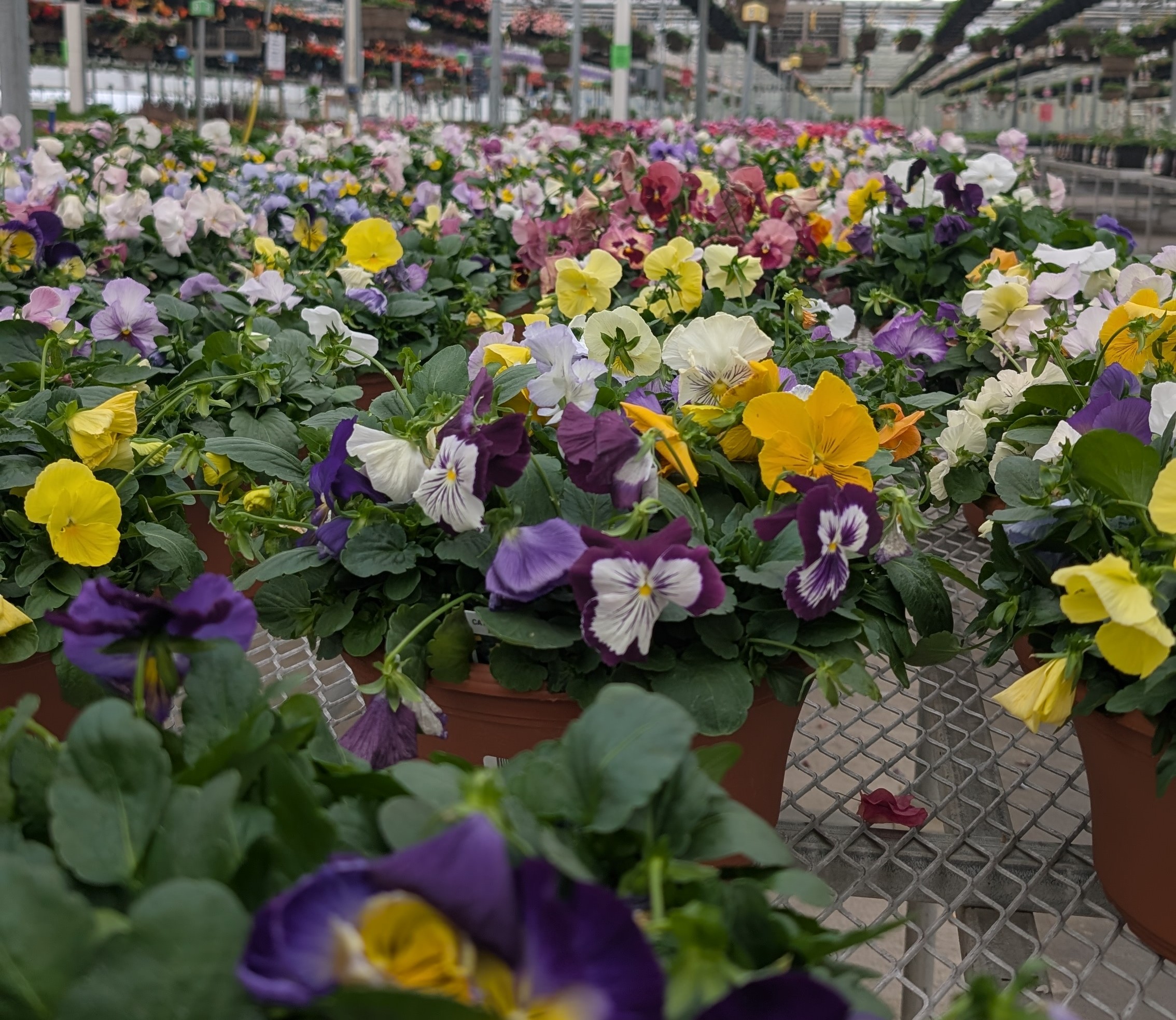 Close up of a table full of pansies in bowl containers.