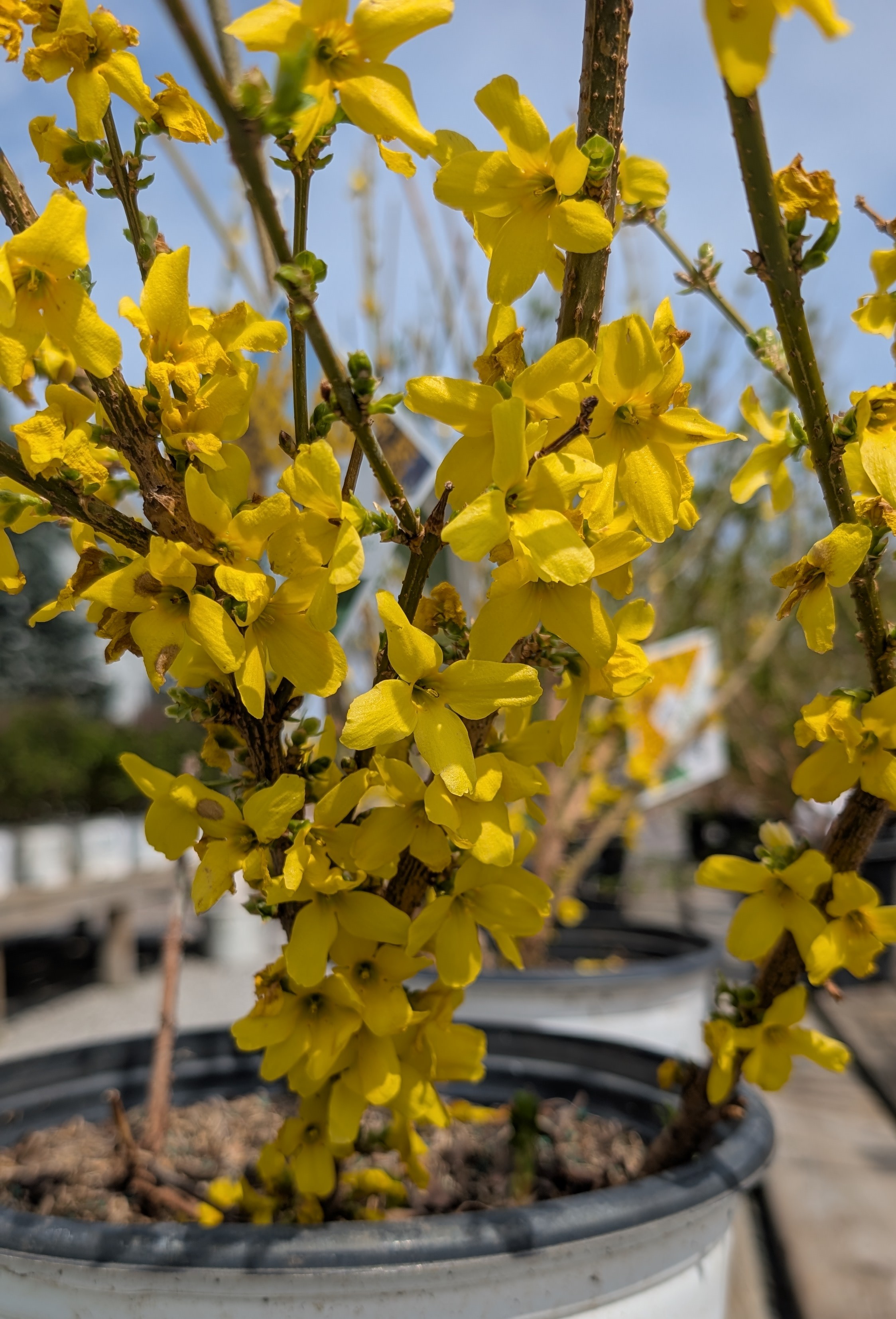 Close up picture of yellow forsythia blooms.