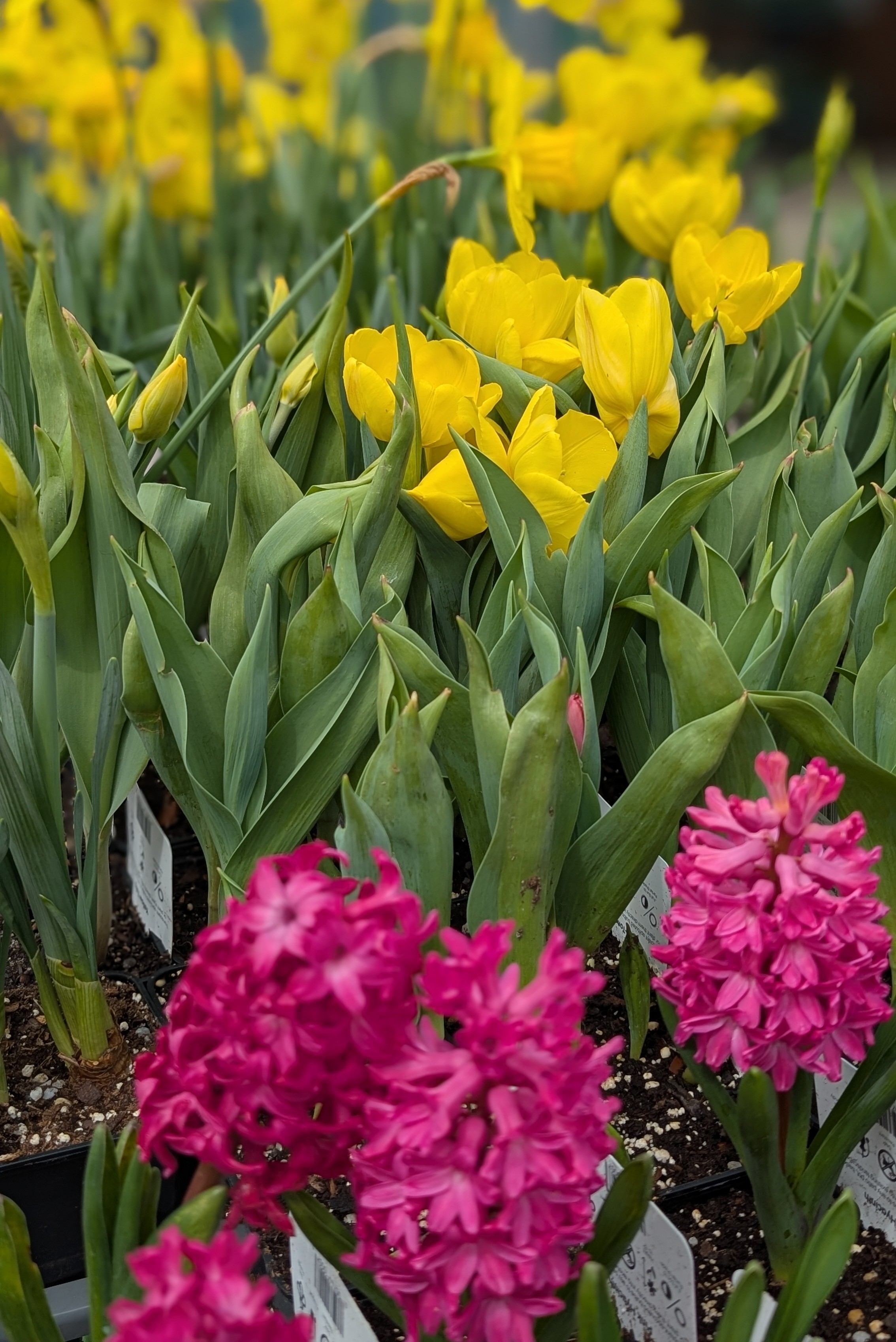 Close up of pink hyacinth in the foreground, yellow tulips in the middle, and yellow daffodils in the background.