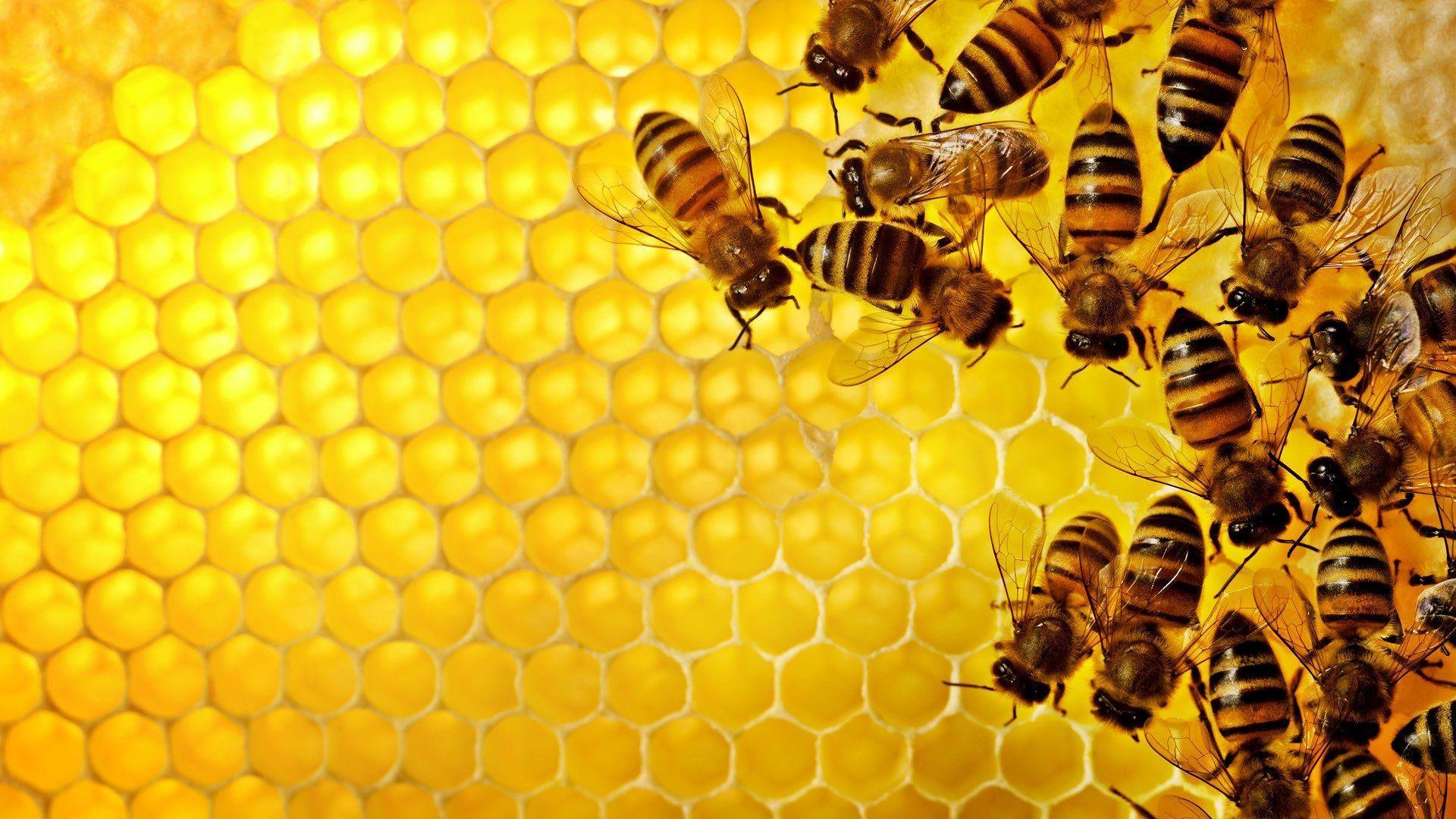 Slab of honeycomb with honey bees gathered on the right side of image.