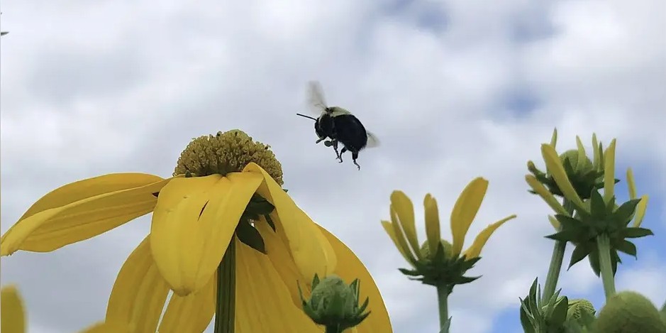 Bee flying near flower