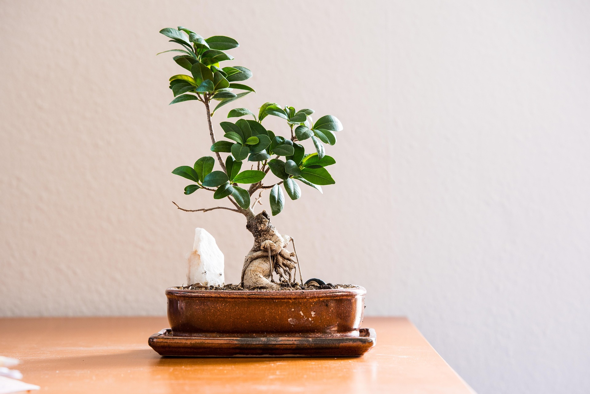 Bonsai