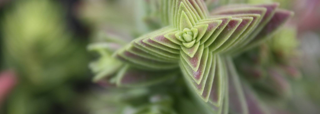 macro of a star shaped plant