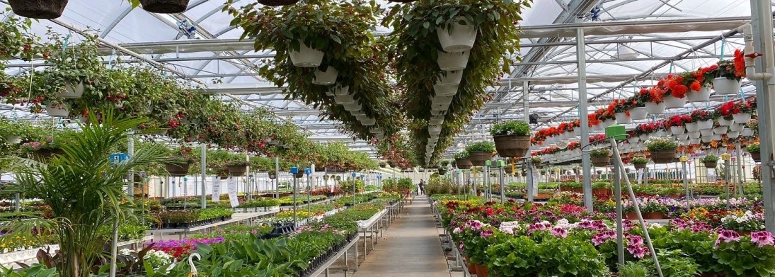 the greenhouse full of plants