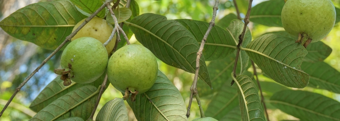 walnuts growing on a walnut tree branch