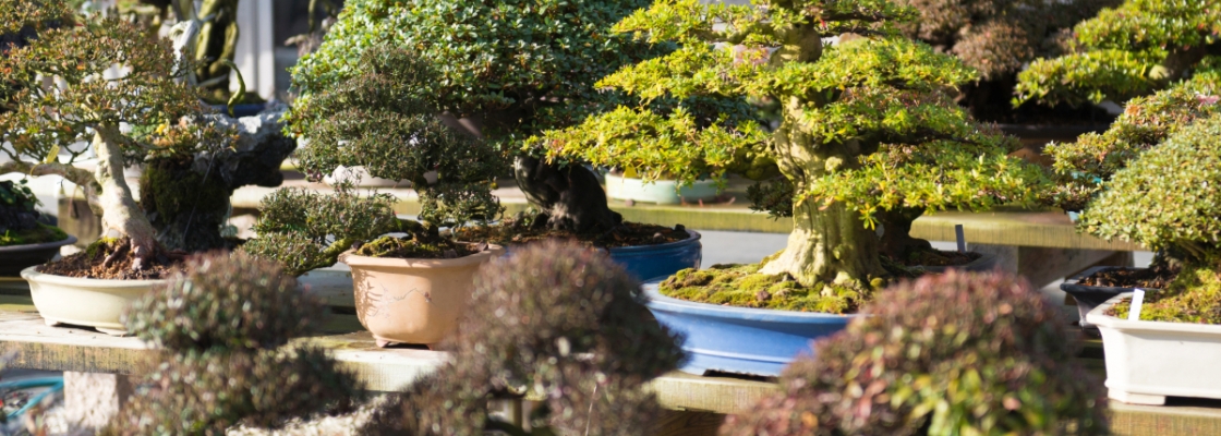 bonsai garden with various species