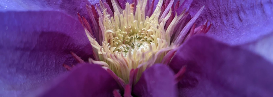 a close up of a purple clematis flower