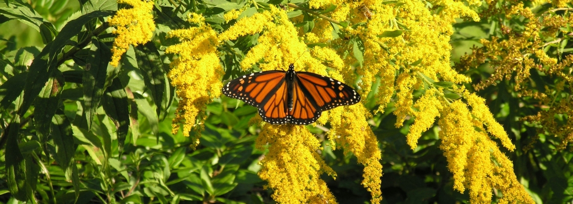 a monarch sitting on some yellow goldenrod