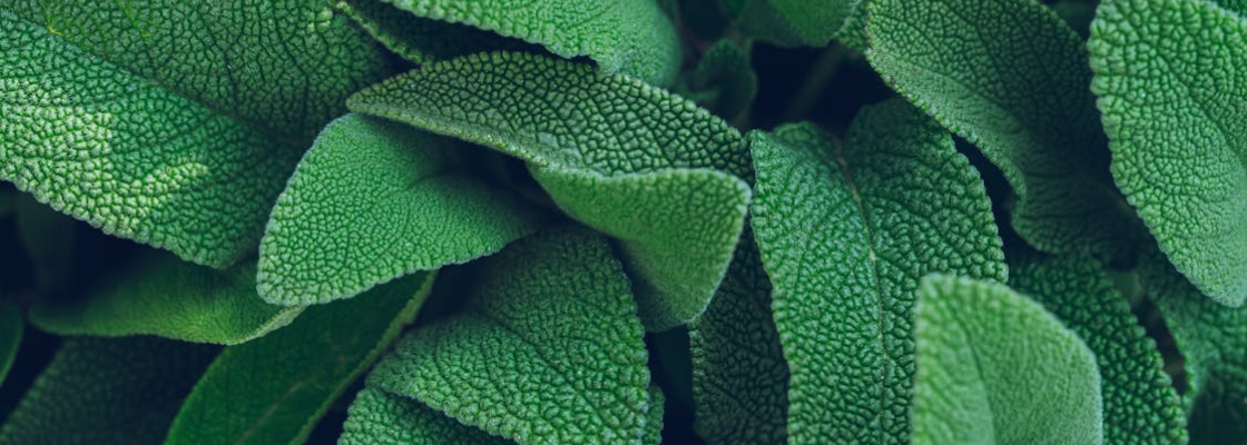 Green leaves