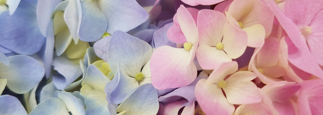 a blue and a pink hydrangea flower side by side