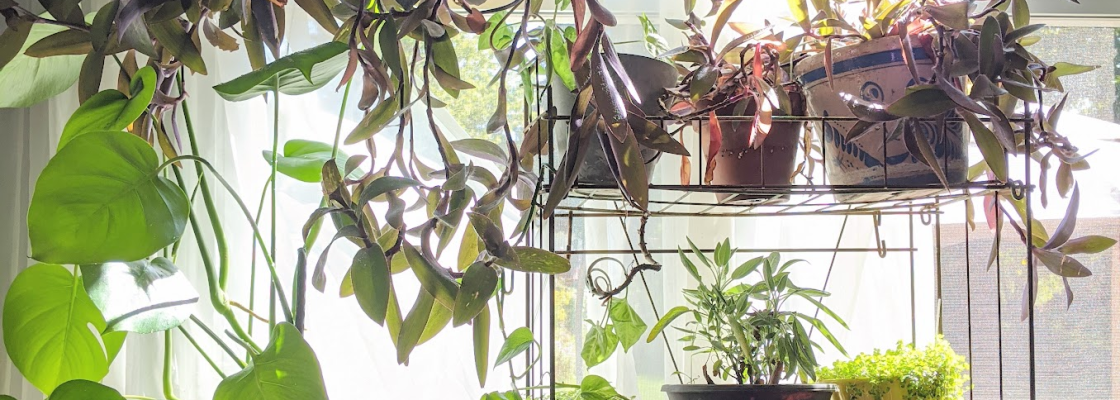 Multiple plants on rack inside of a home