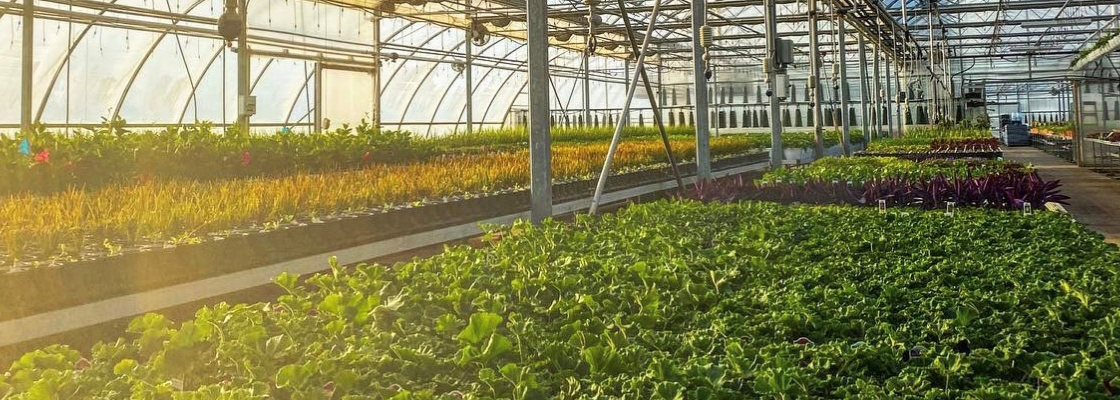 A greenhouse illuminated by the sun