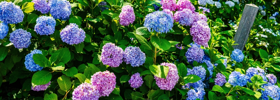 a pink purple and blue flowering Hydrangea bush