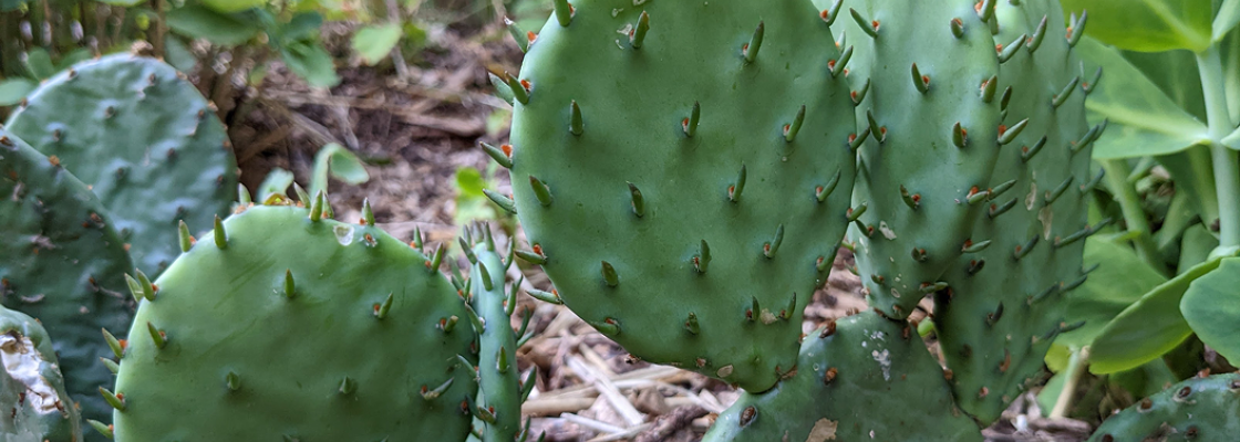 Michigan native cactus