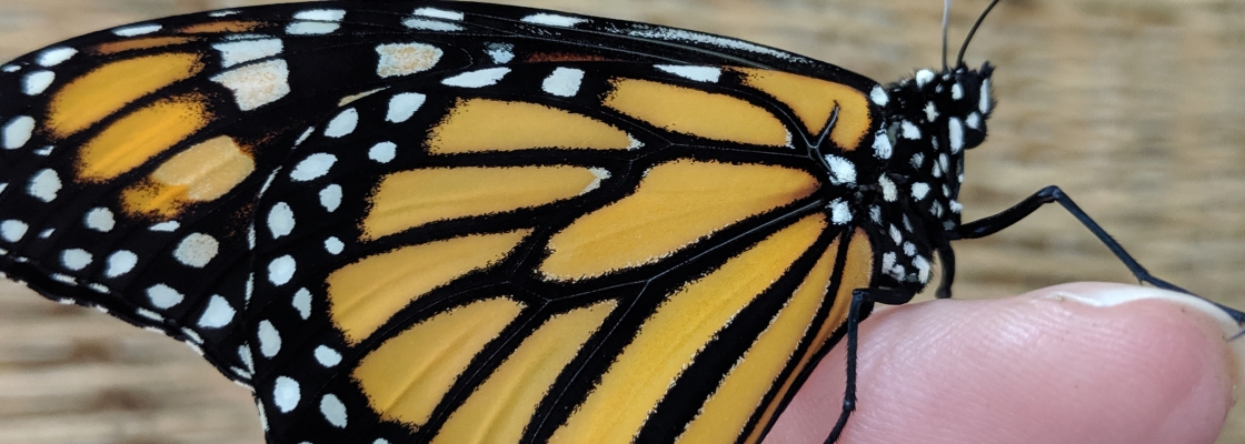 Monarch butterfly