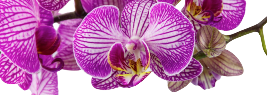 a pink orchid on a transparent background